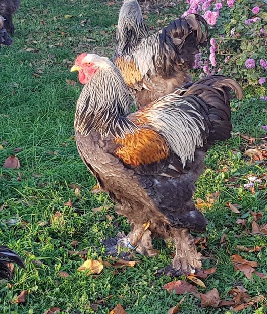  - B__Brahma Silver orange