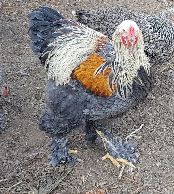  - B__Brahma Silver orange