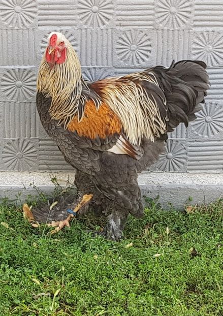  - B__Brahma Silver orange