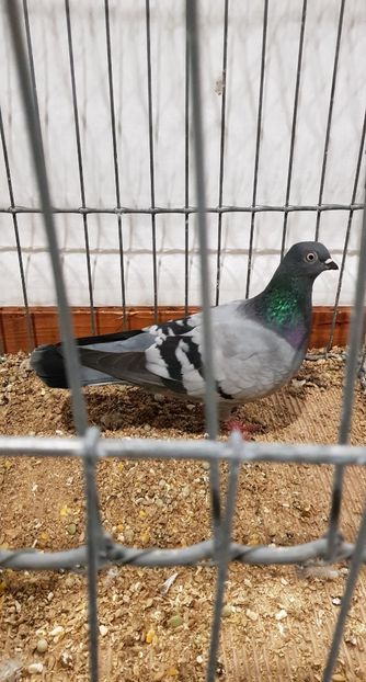 20181110_171747 (2) - 1-PORUMBEI