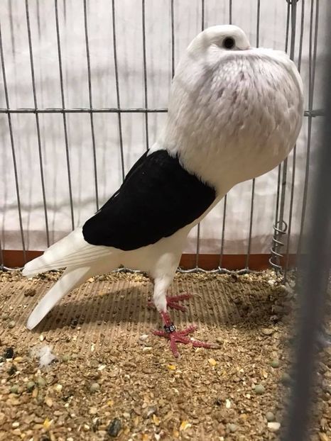  - 1-PORUMBEI