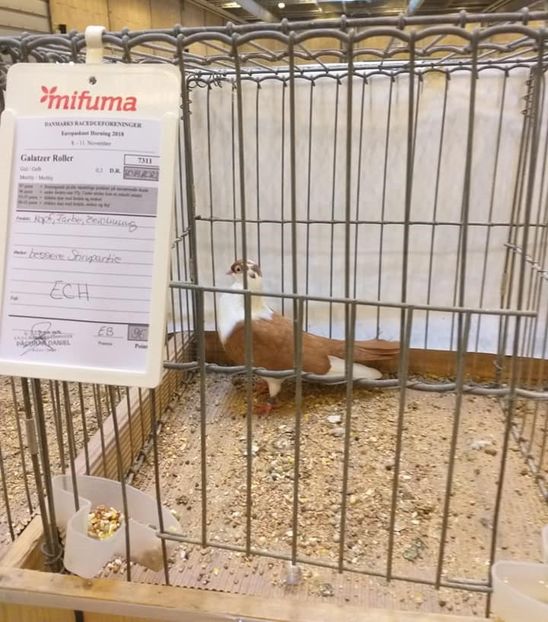 45854278_2182055061813502_6539571841168572416_n (2) - 1-PORUMBEI