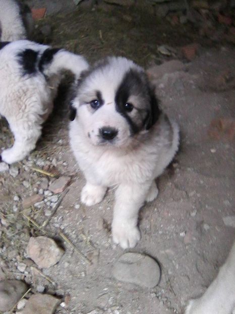 si eu - AA Kinga si o noua generatie Ciobanesc de Bucovina in octombrie 2018