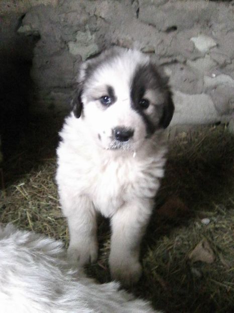 Photo0427 - AA Kinga si o noua generatie Ciobanesc de Bucovina in octombrie 2018