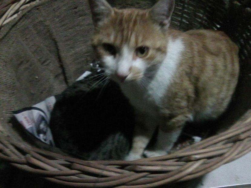 a venit frigul... - Micile mele feline 2018
