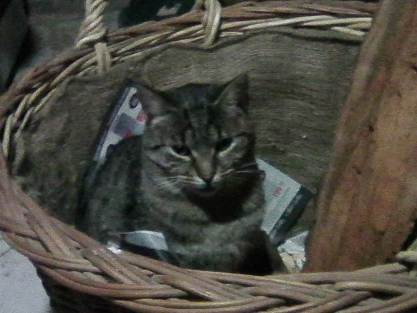 a venit iarnaa pentru  ...manutza - Micile mele feline 2018