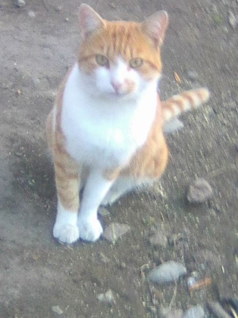 sunt frumos...))) - Micile mele feline 2018