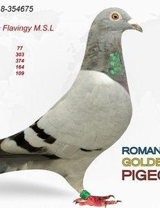 FR-18-354675-350x453 - achiziti