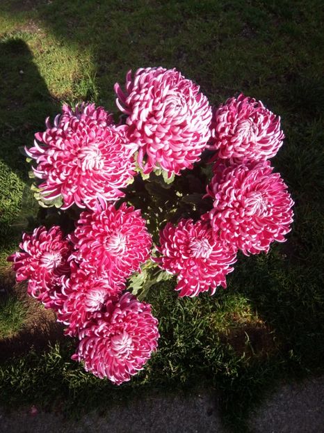  - Flori de gradina 2017