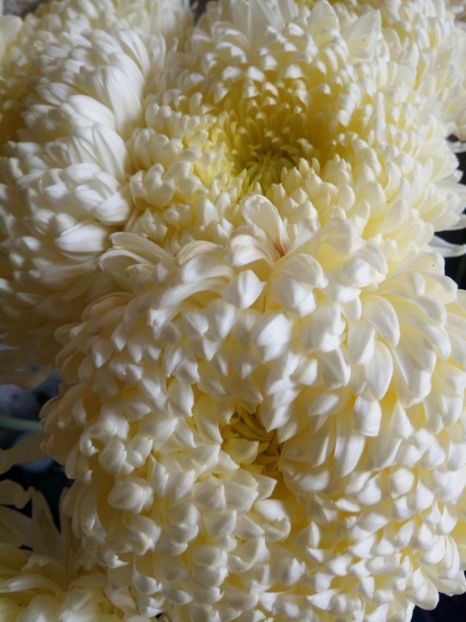  - Flori de gradina 2017