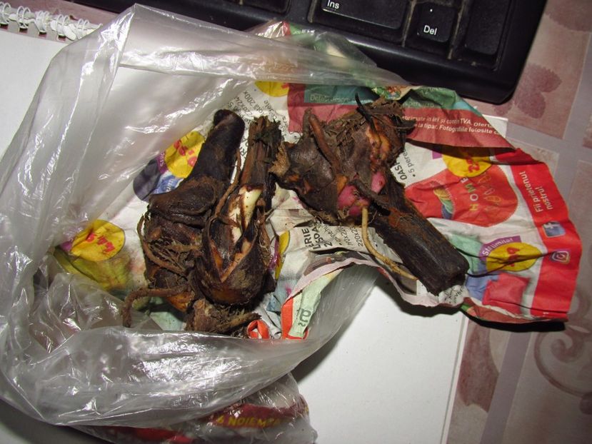 Canna indica rosie - De la domnul Eugen Emeric