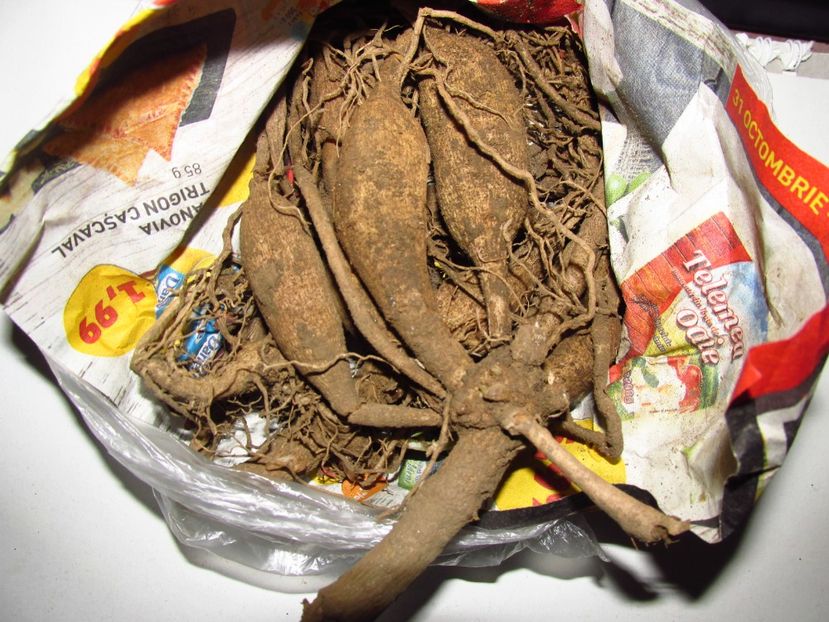 Dalii - De la domnul Eugen Emeric