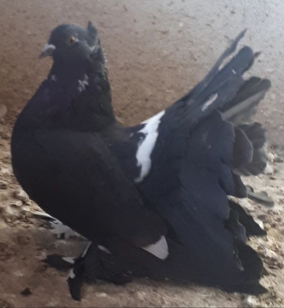  - Voltati indieni matca 2019