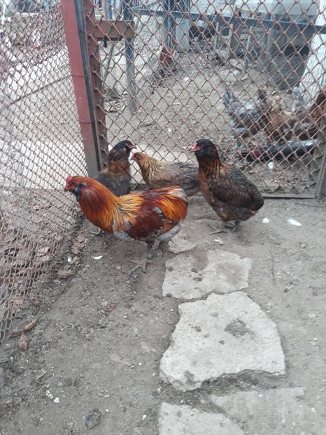  - 2018 Araucana potârnichiu pe negru și albastru