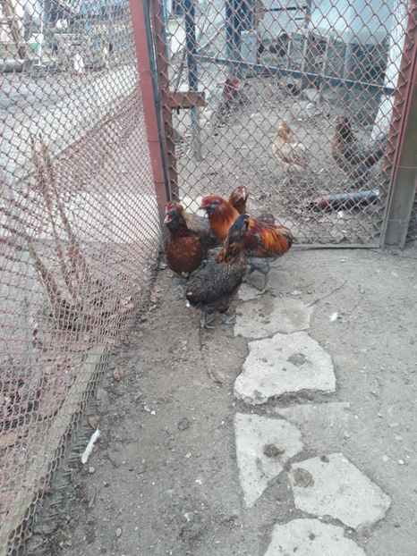  - 2018 Araucana potârnichiu pe negru și albastru