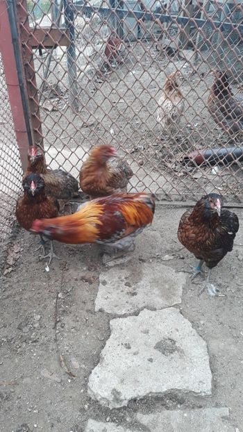 Screenshot_20181121-192246_Gallery - 2018 Araucana potârnichiu pe negru și albastru
