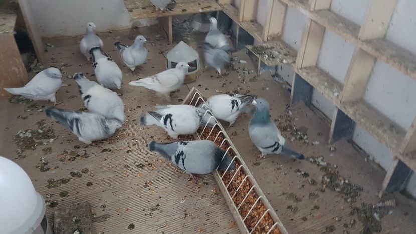  - 0 -8 ian 2019 - Femele