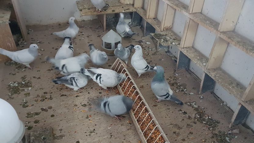  - 0 -8 ian 2019 - Femele