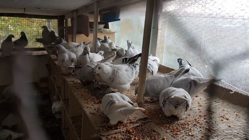  - 0 -8 ian 2019 - Femele