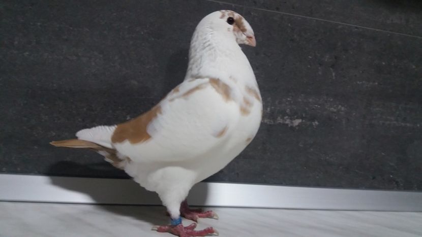 0-1 2018 - matca 2019