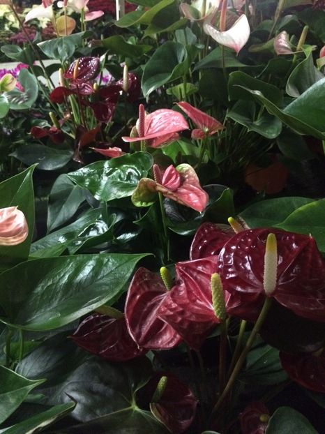 21.11.2018 - Altă florărie