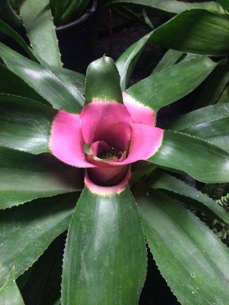 21.11.2018 - Altă florărie