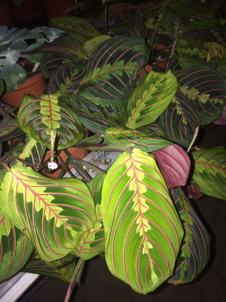 21.11.2018 - Altă florărie