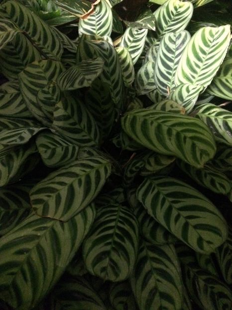 21.11.2018 - Altă florărie