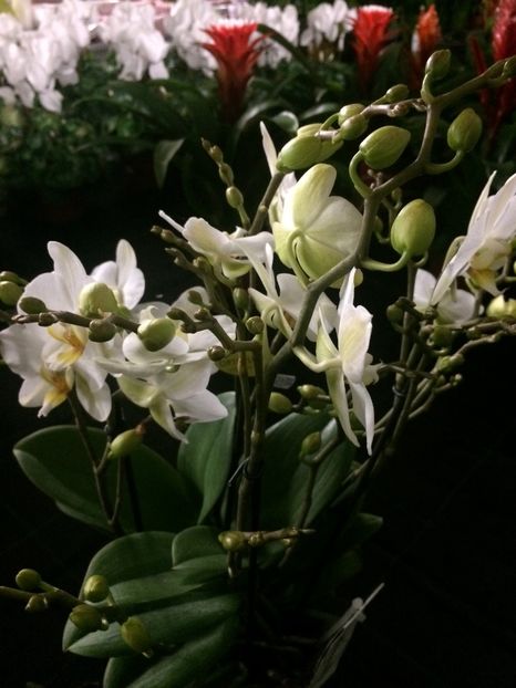 21.11.2018 - Altă florărie