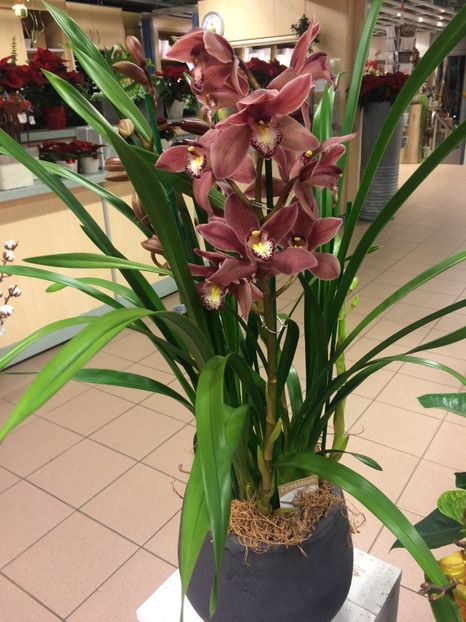 21.11.2018 - Altă florărie