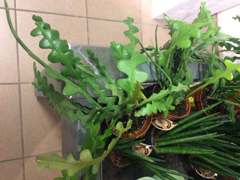 21.11.2018 - Altă florărie