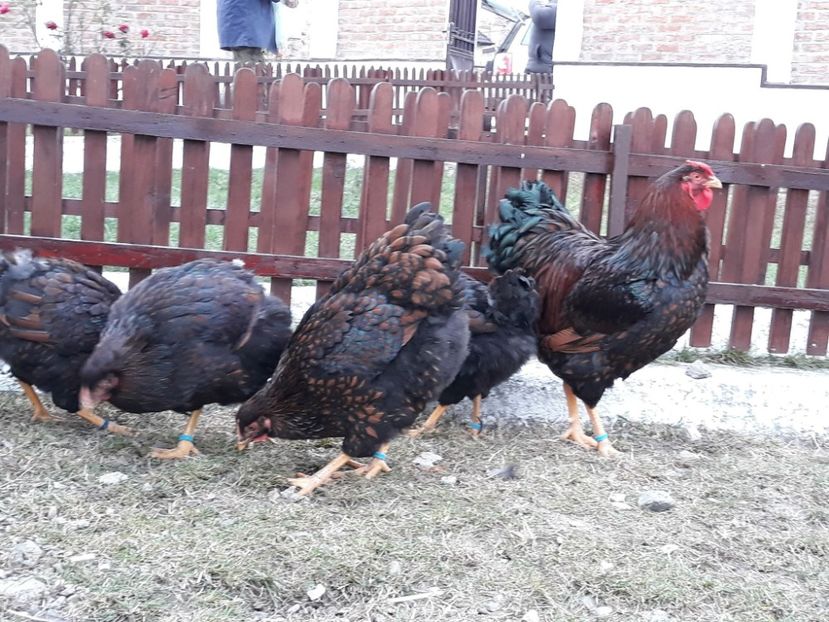  - Wyandotte rosu-negru