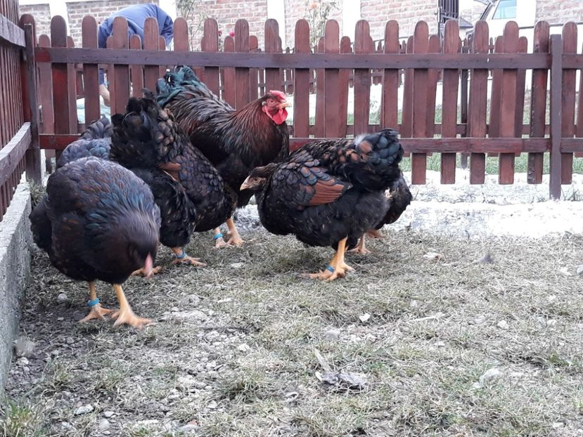  - Wyandotte rosu-negru