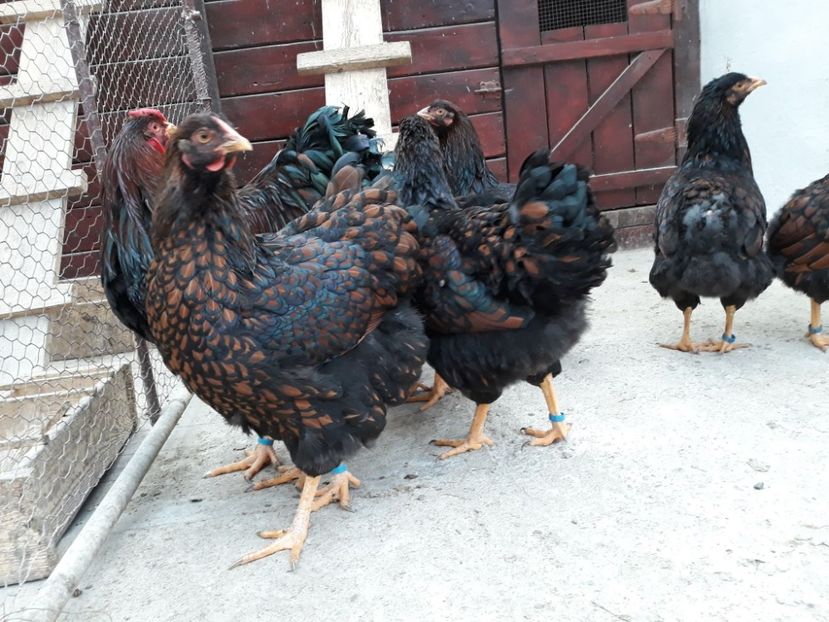  - Wyandotte rosu-negru