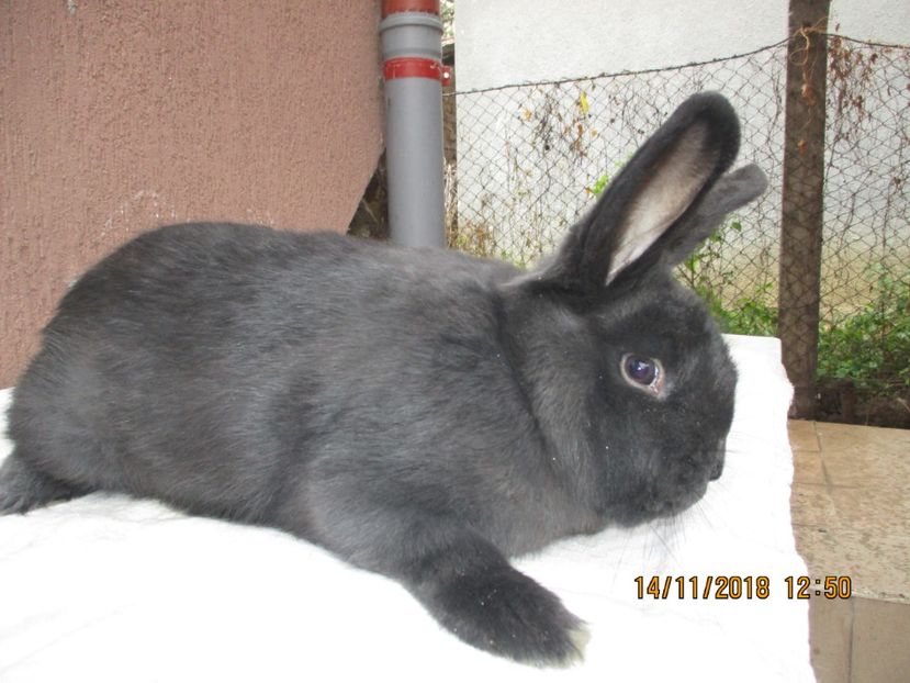  - X ARHIVA IEPURI CE AM AVUT