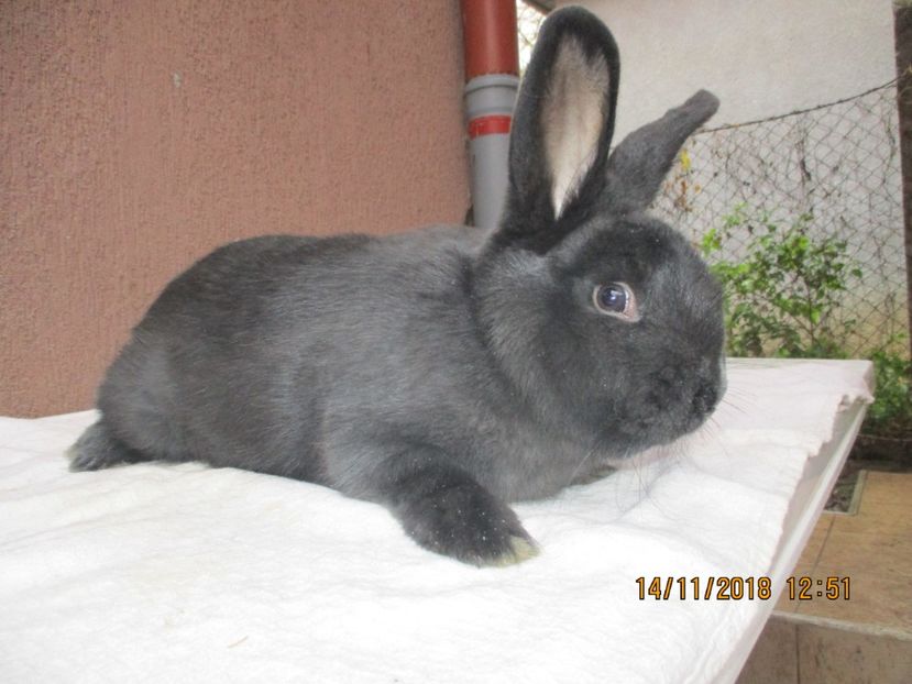  - X ARHIVA IEPURI CE AM AVUT