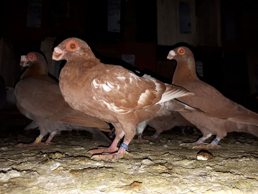 M vîndut - H3 _ tineret 2018