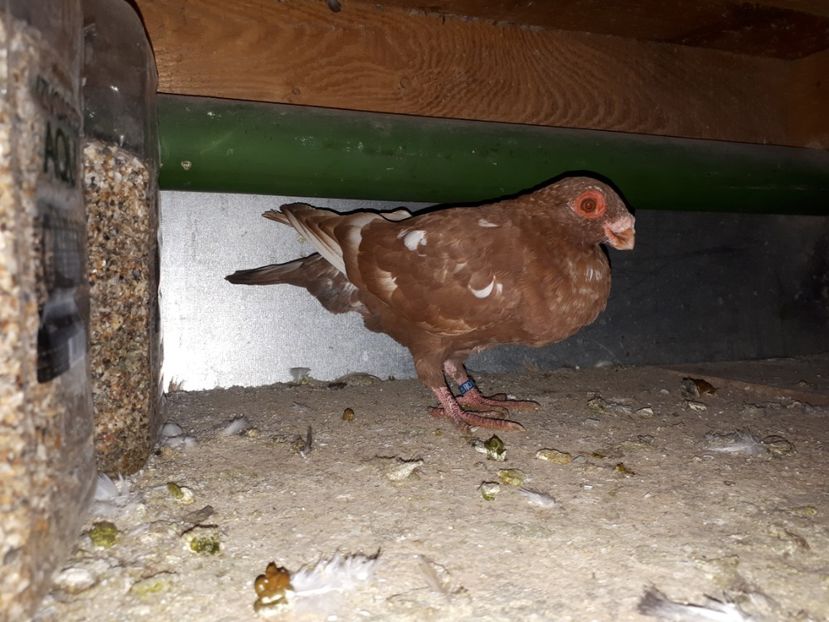 M - H3 _ tineret 2018