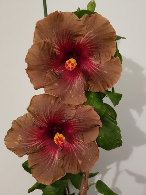  - Hibiscus Dark Continent