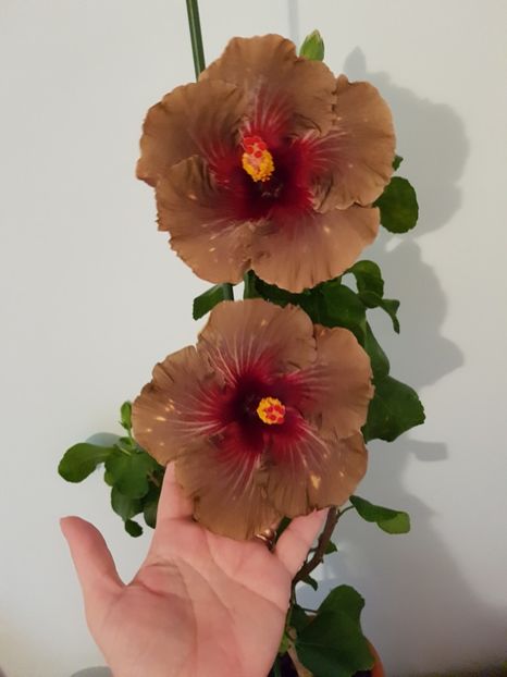  - Hibiscus Dark Continent