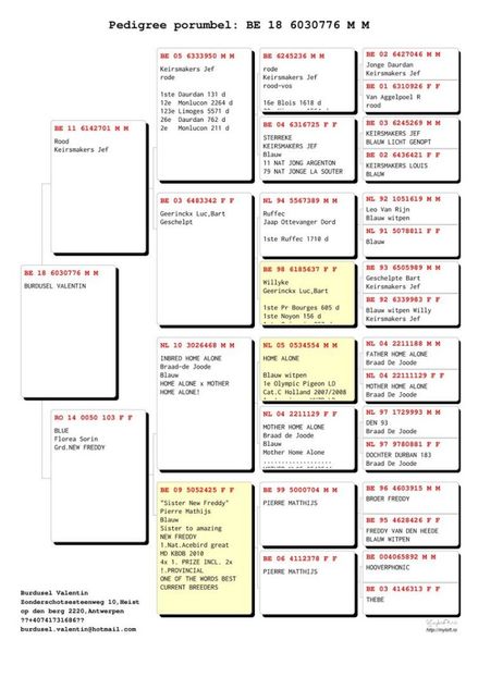 pedigree Jef - Jef Red