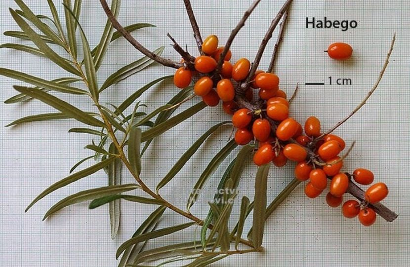 Habego ,,Orange Energy " - Catina - soiuri straine
