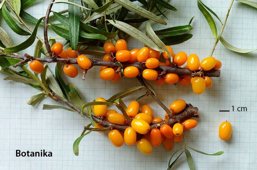 Botanika - Catina - soiuri straine