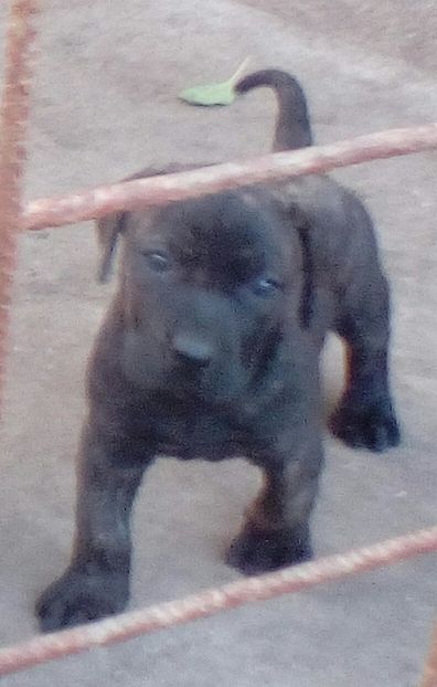  - SOLD canisa De Casa Dragnuta Pui Presa Canario Pui Dogo Canario cu pedigree Rezervari Prenotari