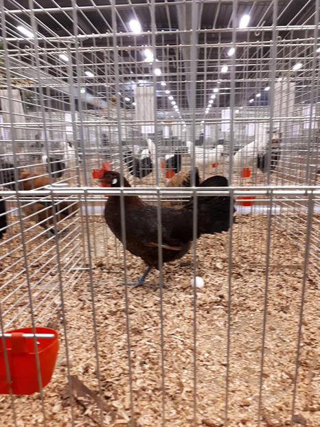  - EXPOZIȚIA EUROPEANĂ - HERNING 2018