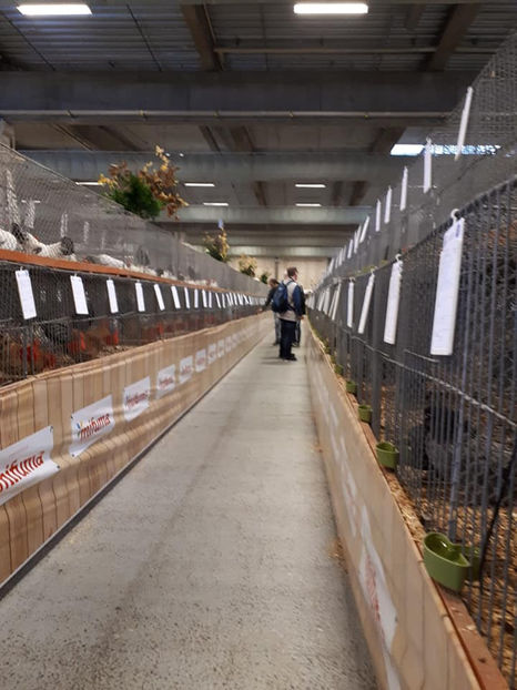  - EXPOZIȚIA EUROPEANĂ - HERNING 2018