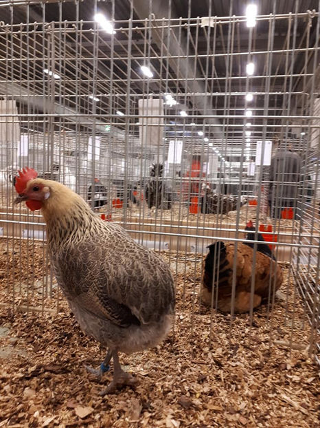  - EXPOZIȚIA EUROPEANĂ - HERNING 2018