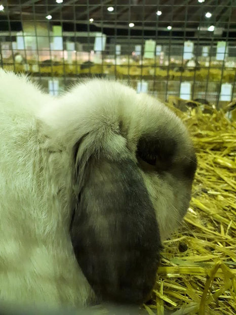  - EXPOZIȚIA EUROPEANĂ - HERNING 2018