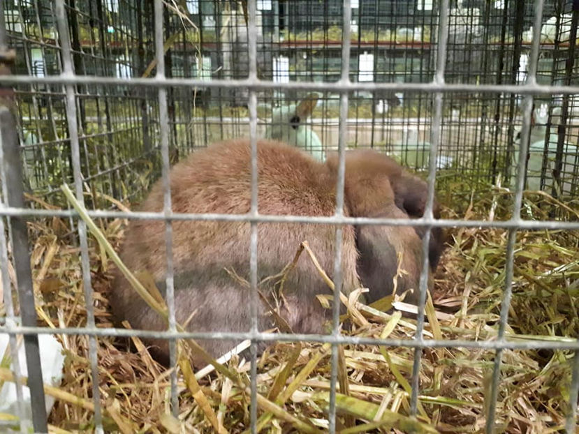  - EXPOZIȚIA EUROPEANĂ - HERNING 2018