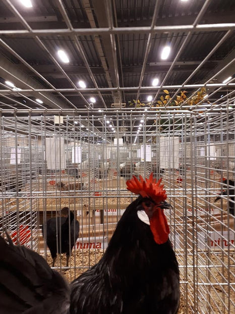  - EXPOZIȚIA EUROPEANĂ - HERNING 2018